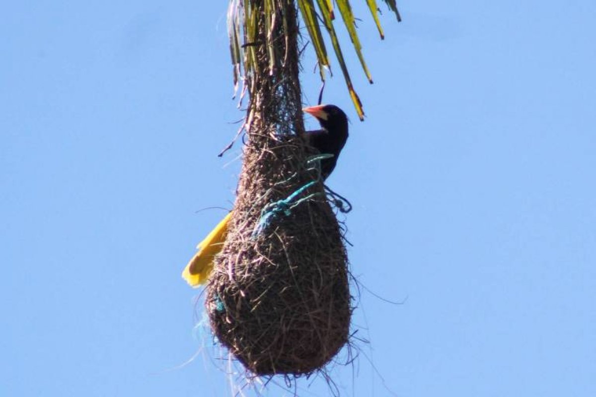 Aves da Amazônia passam a usar plástico de poluição para fazer ninhos