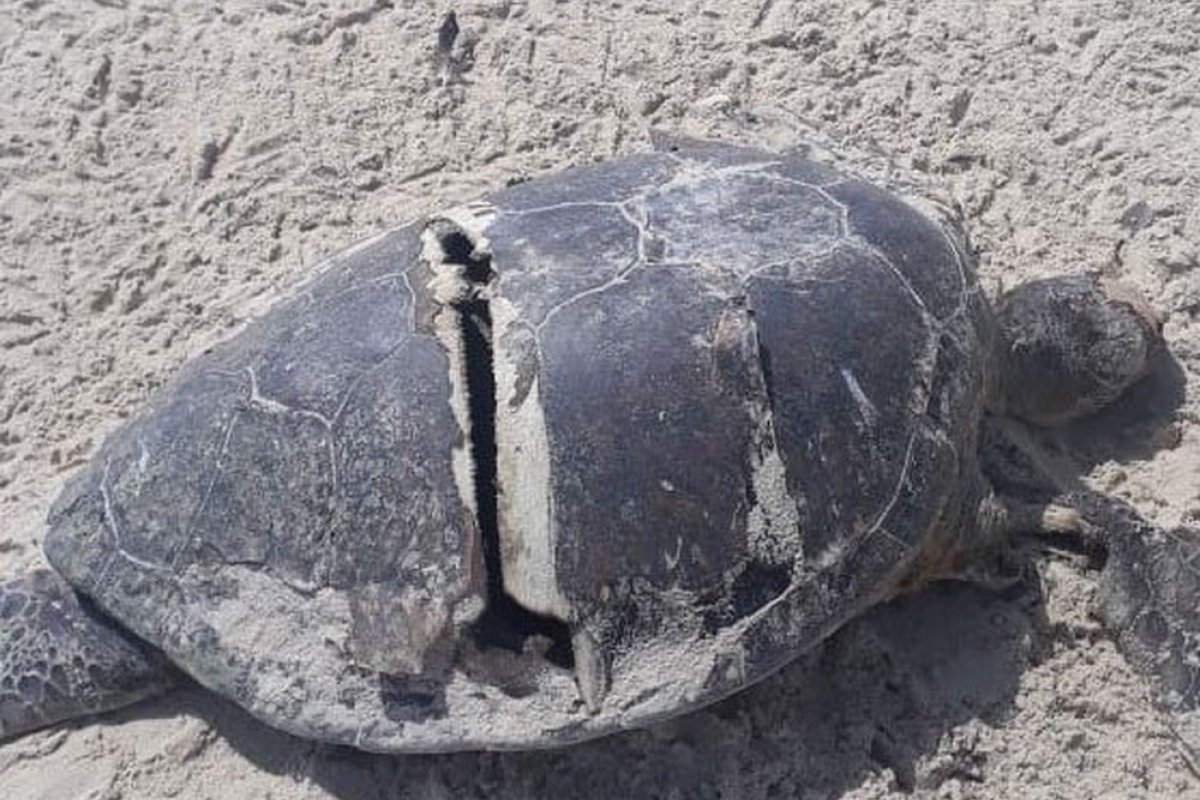 Tartaruga é encontrada morta em praia de Ilhéus