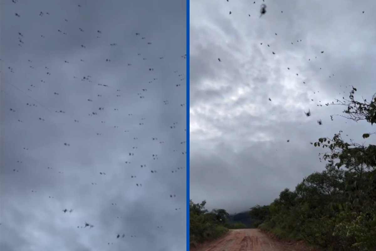 Vídeo: 'chuva de aranhas' é registrada no interior de Minas Gerais e viraliza na internet