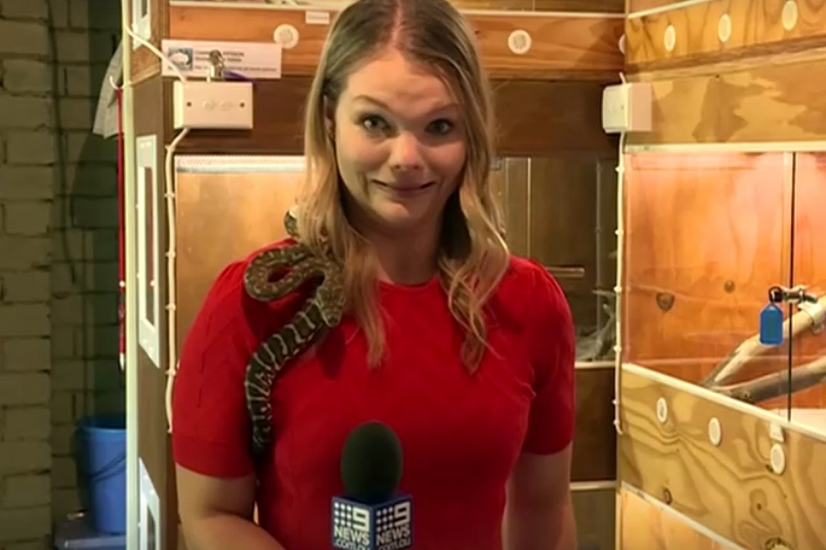 Cobra ataca microfone de repórter na Austrália