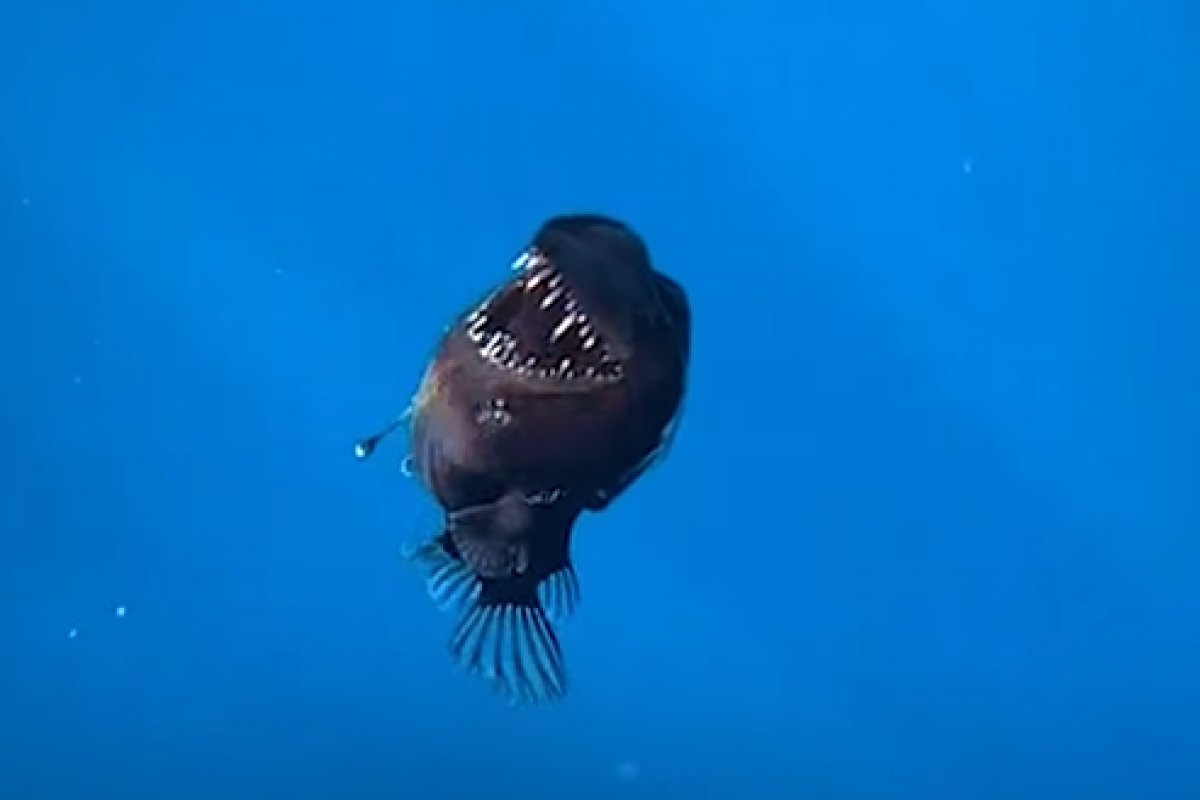 Vídeo: Peixe-diabo negro, conhecido por 'Procurando Nemo', é registrado à luz do dia pela primeira vez na história