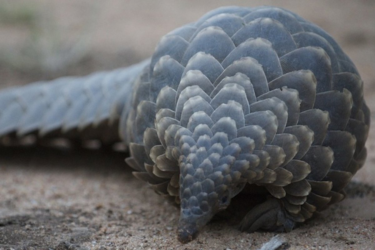 Cientistas da China identificam possível hospedeiro do coronavírus