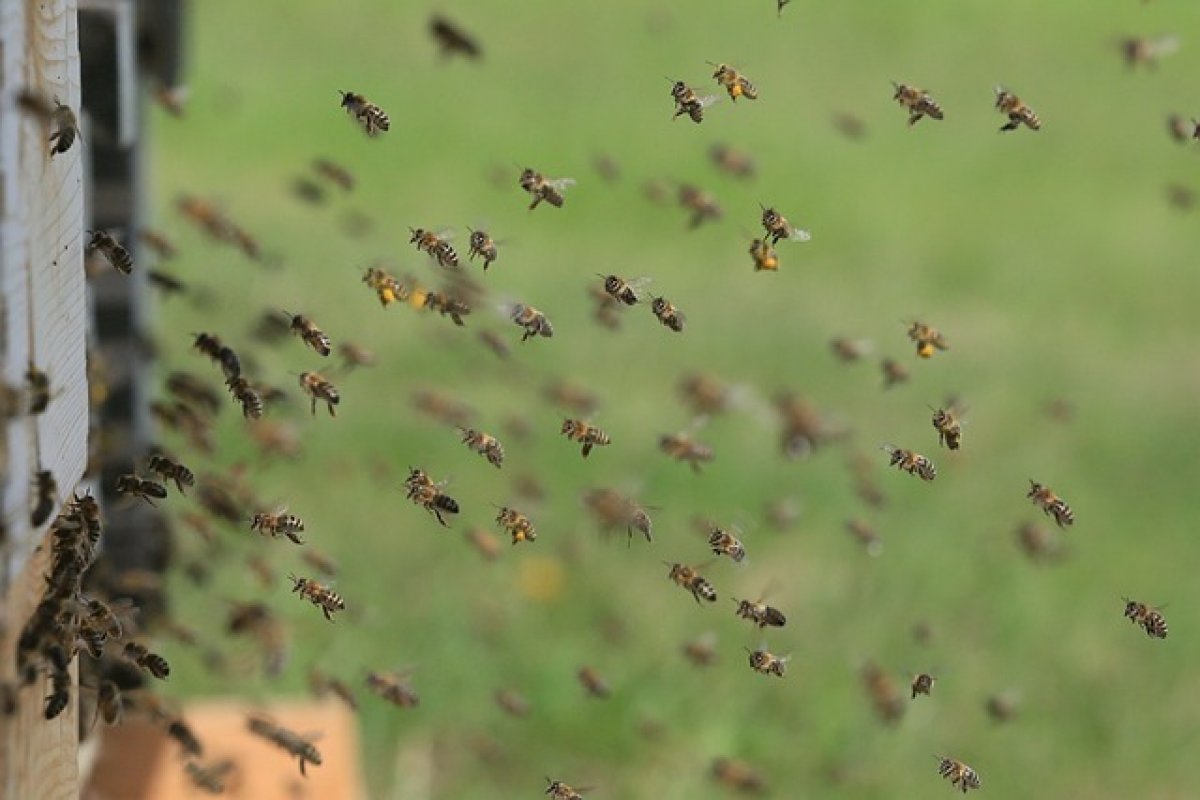 Enterro é interrompido após ataque de abelhas no sul da Bahia