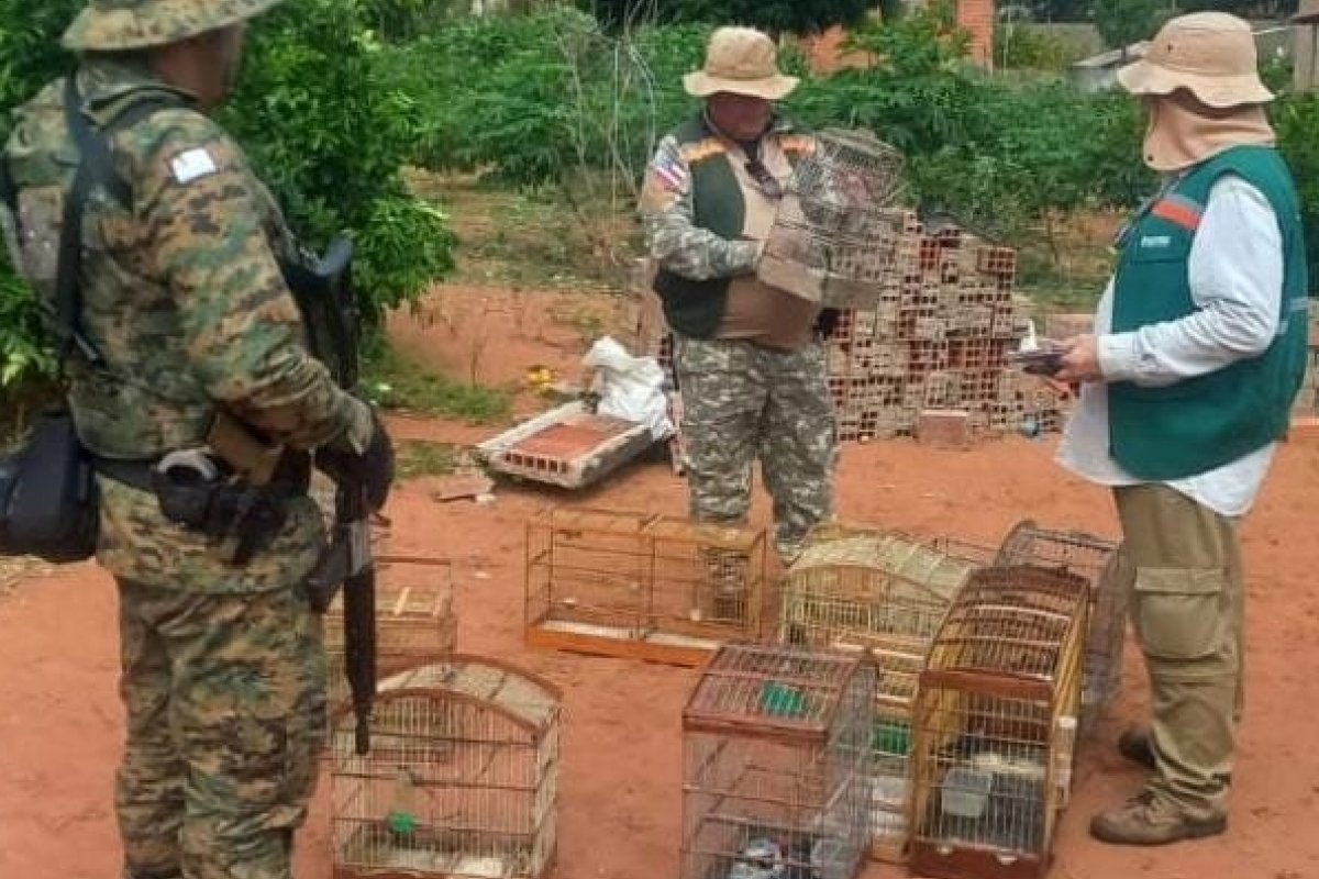 Operação resgata 141 aves silvestres e apreende oito armas na Bahia