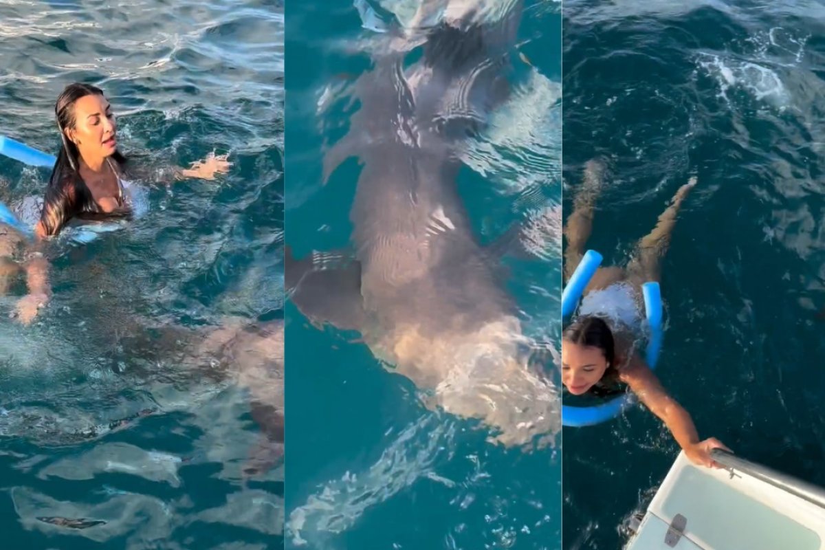 Vídeo: Turista chuta tubarão em Fernando de Noronha e viraliza