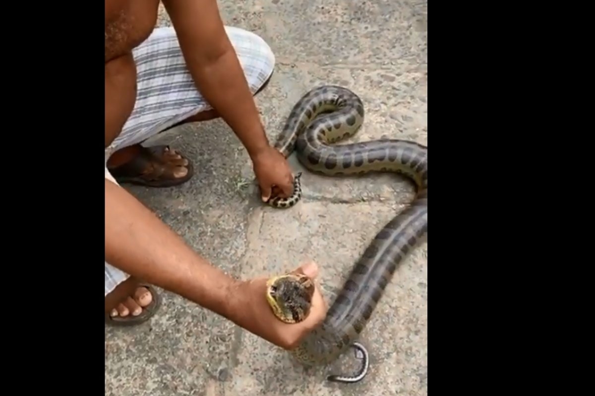 Cobra com mais de um metro é capturada por moradores em bairro de Salvador