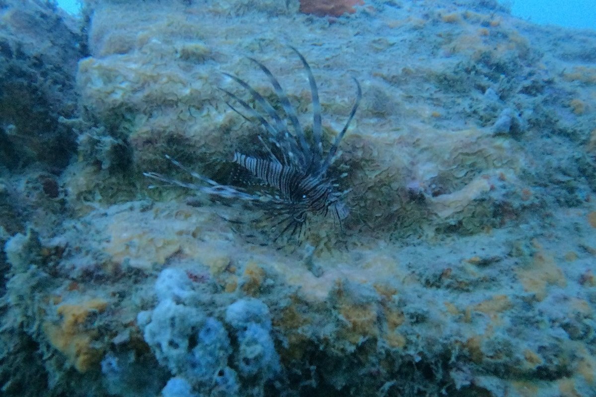 Peixe-leão é encontrado e capturado pela primeira vez na costa da Bahia