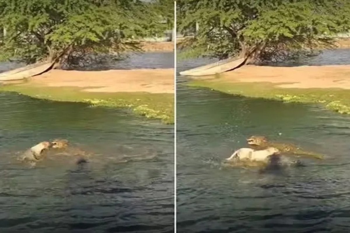 Vídeo: cachorro escapa de ataque de jacaré em lagoa na Bahia
