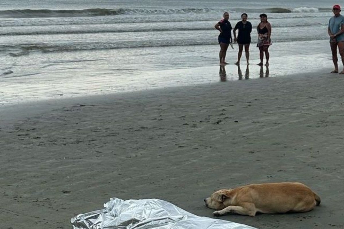 Cachorro permanece ao lado de corpo do dono que morreu afogado em praia de Balneário Camboriú