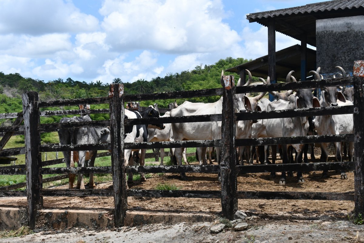 ADAB solicita o recadastramento sanitário obrigatório de produtores rurais da Bahia