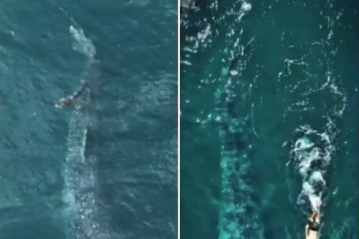 Vídeo: tubarão-baleia gigante é visto nadando ao lado de homem no litoral de São Paulo