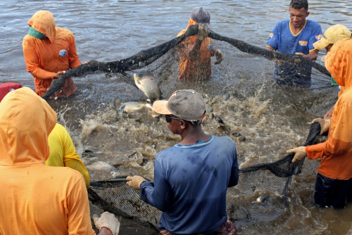 Marrocos autoriza exportação de pescados produzidos pelo Brasil