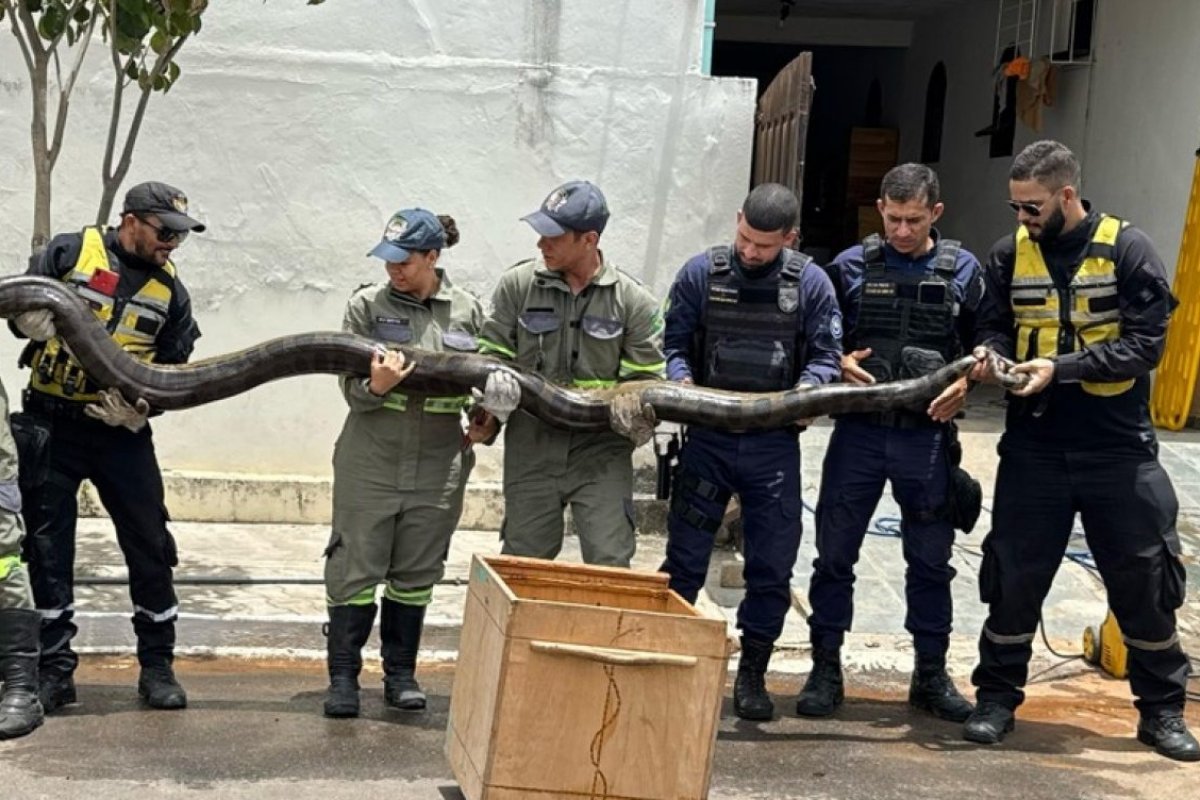 Vídeo: cobra de quase 5 metros é capturada em Euclides da Cunha