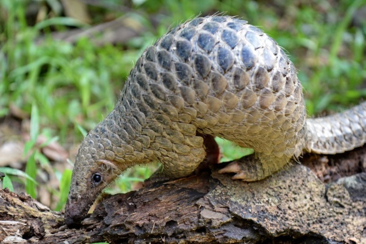 Pangolim é identificado como possível hospedeiro do coronavírus