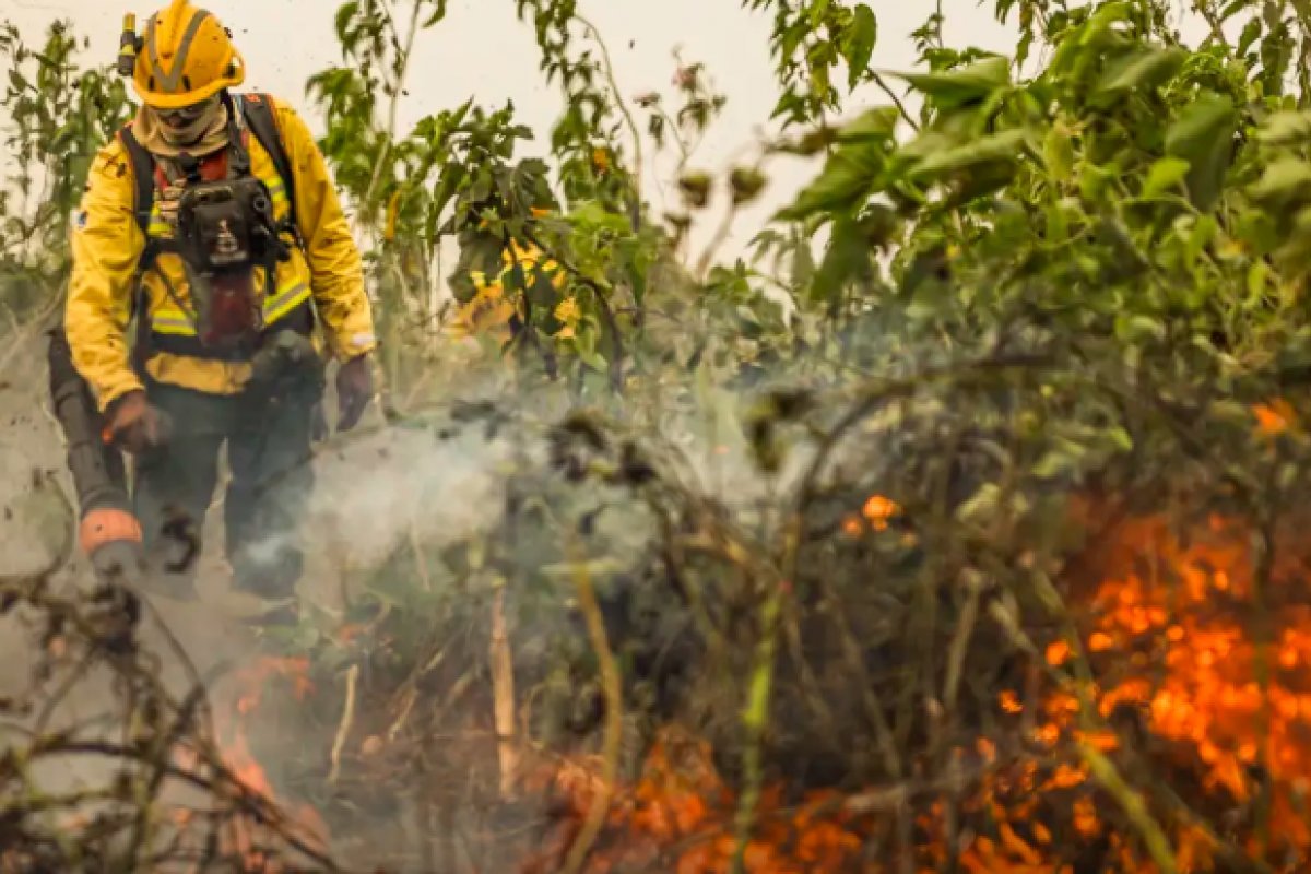 Alertas de desmatamento na Amazônia registram menor valor histórico para o mês de fevereiro