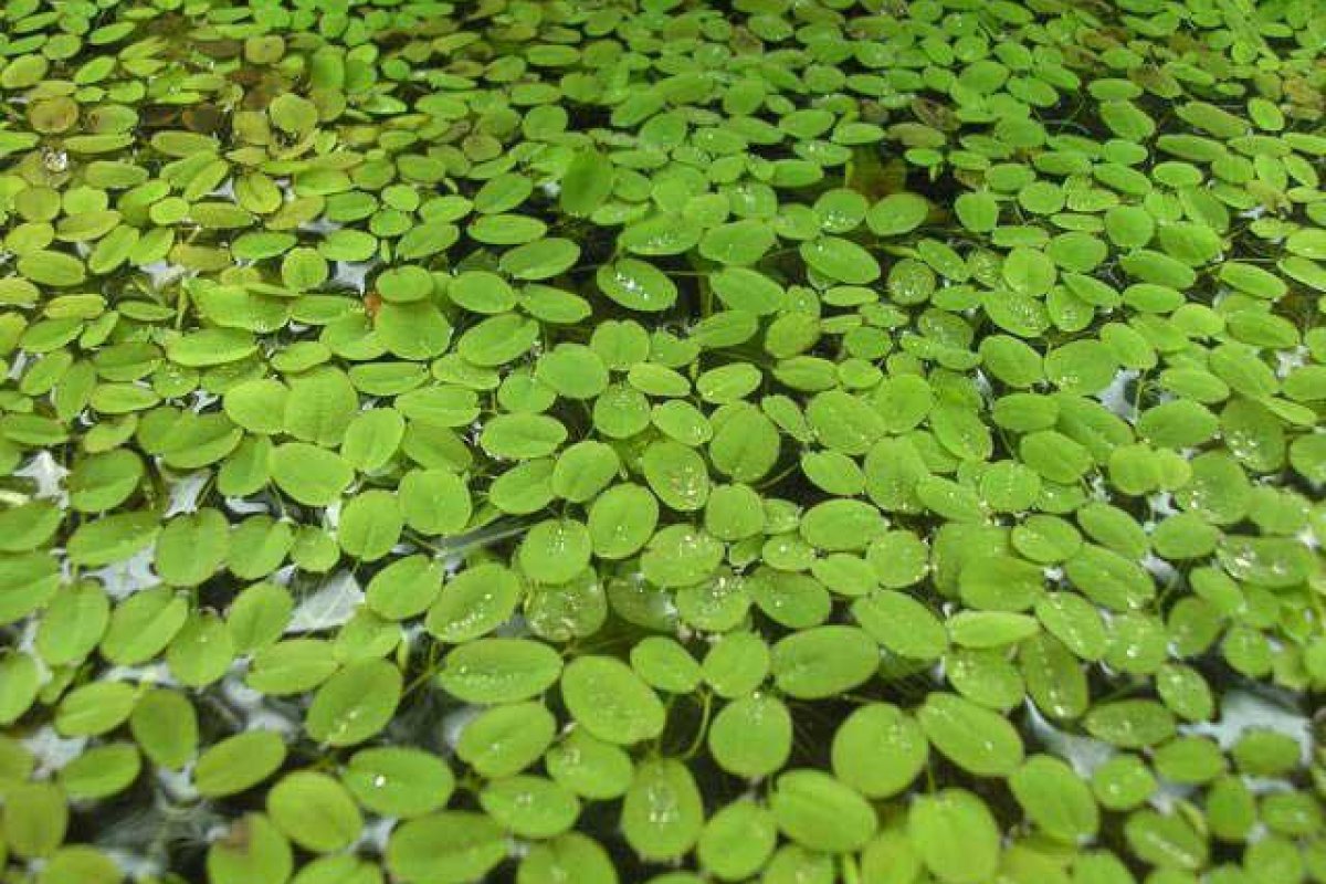 Cientistas descobrem samambaia capaz de absorver óleo derramado no mar