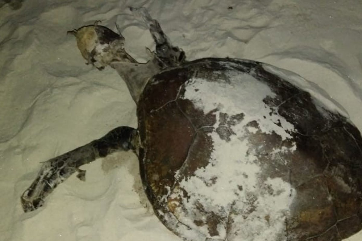 Tartaruga e ave marinha são encontradas mortas em praias do sul da Bahia
