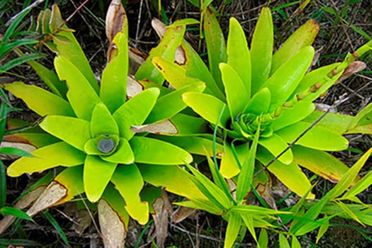 Cientistas encontram espécie de bromélia já em extinção na Bahia