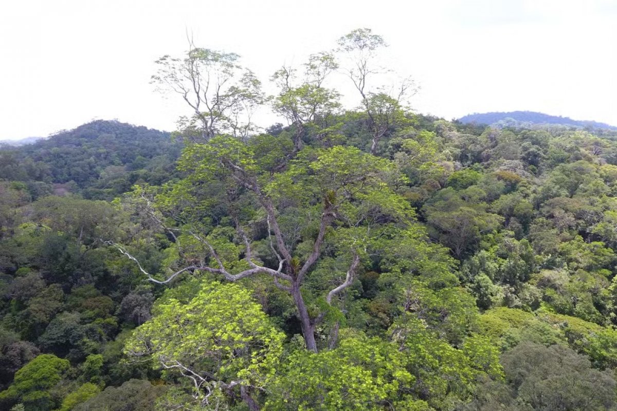 Garimpo ilegal está a 1km da segunda árvore mais alta da Amazônia