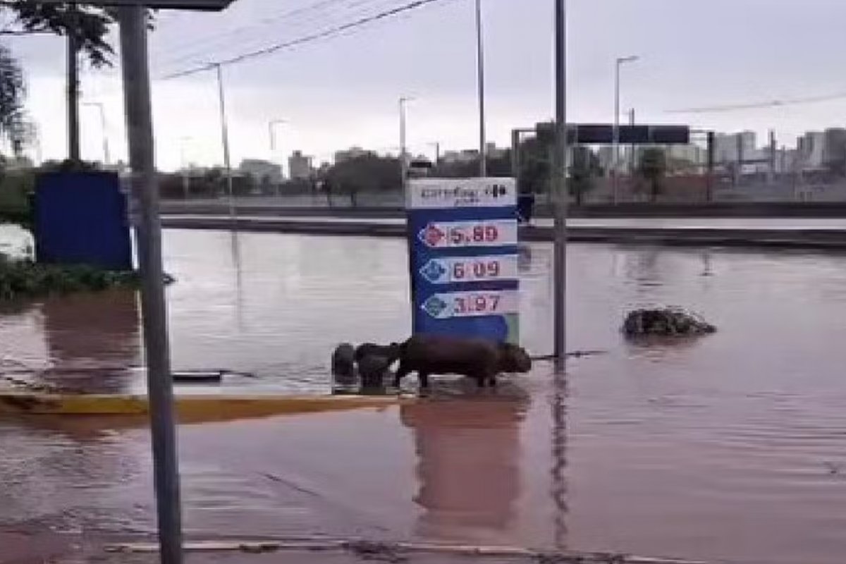 Vídeo: família de capivaras surge nadando em avenida alagada em SP