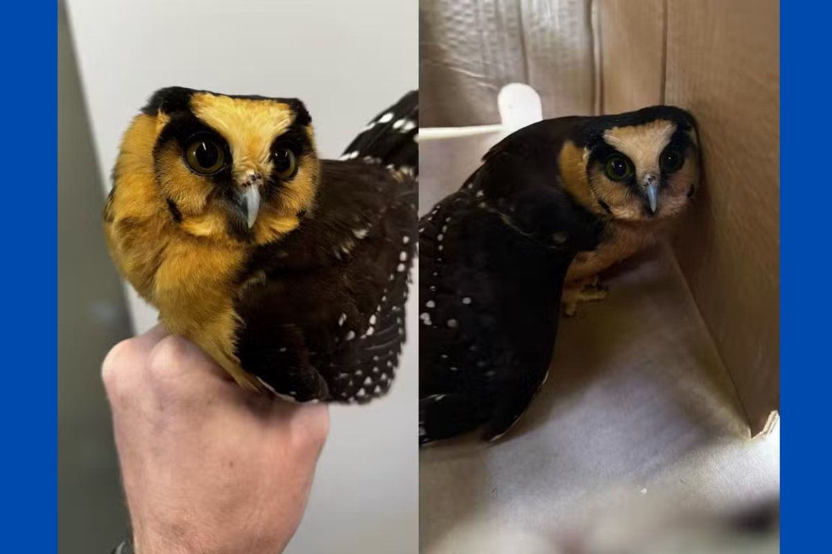 Vídeo: coruja de rara aparição bate em vidro de mercado em Santa Catarina e é resgatada por biólogo