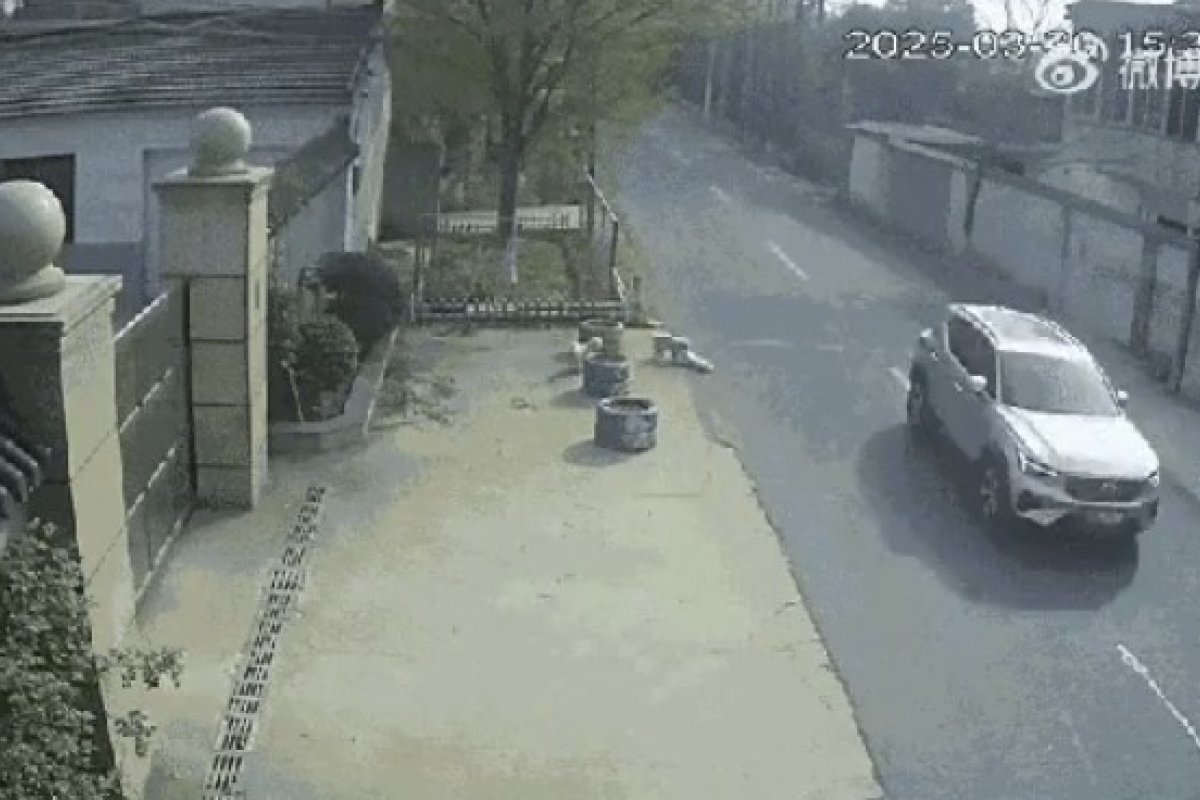 Vídeo: vira-latas salvam cachorro atropelado por carro na China