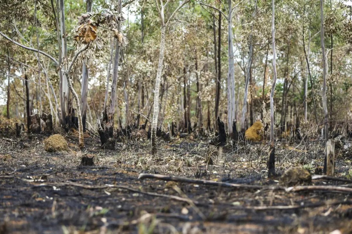 Inema acusa assentamento no Oeste Baiano por crime ambiental após desmatar área sem autorização