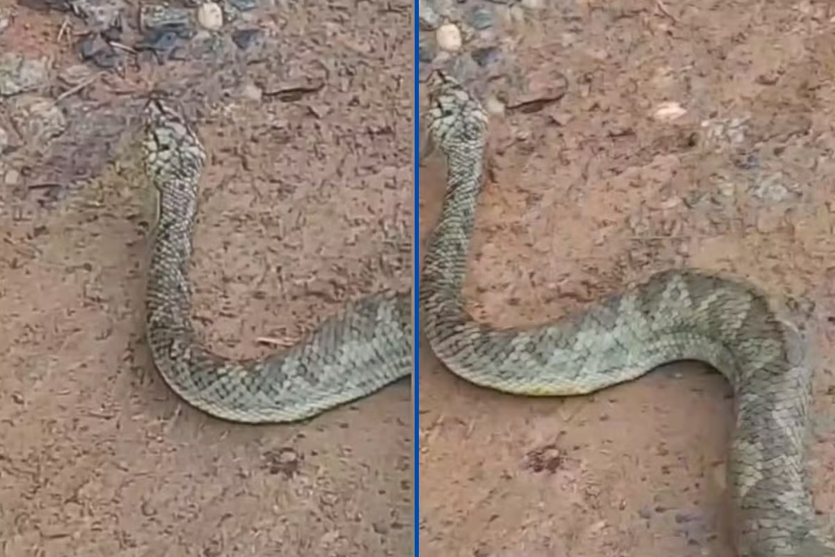 Vídeo: jiboia 'mais rara do mundo' é vista pela primeira vez em cidade do interior de SP