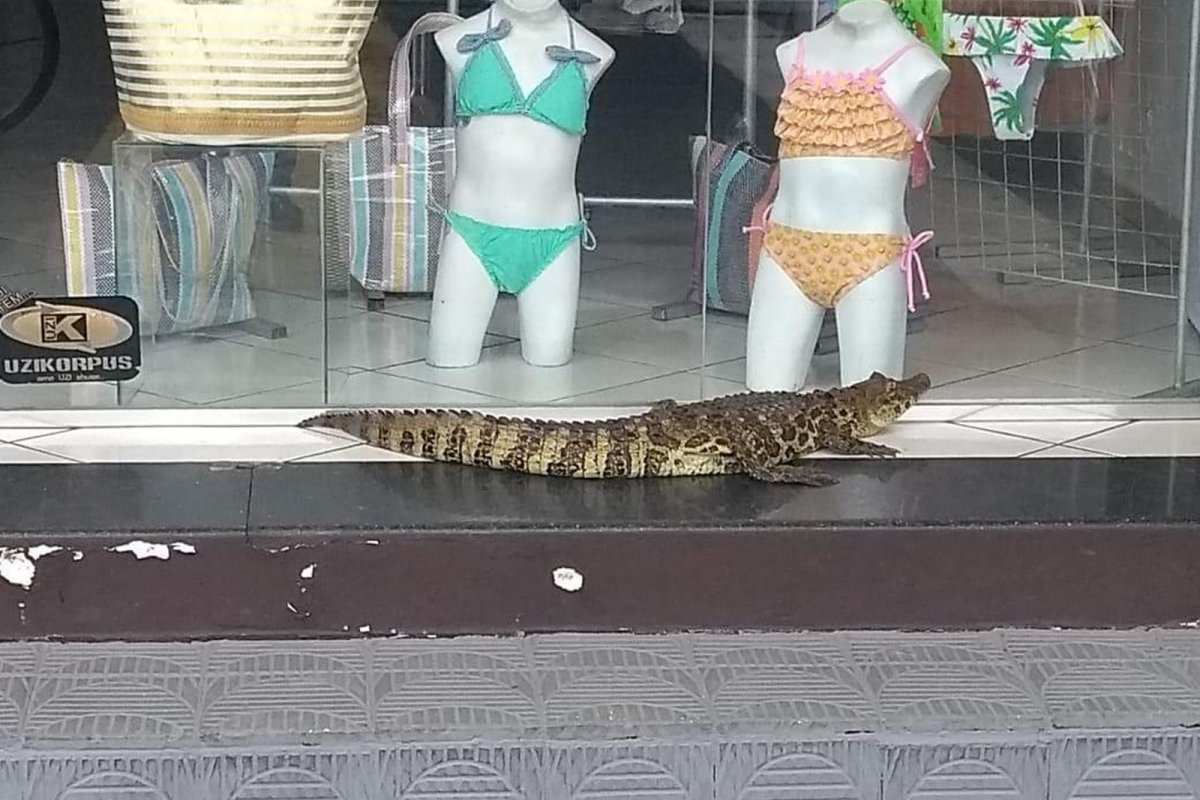 Jacaré com mais de um metro é flagrado em frente a uma loja de roupas