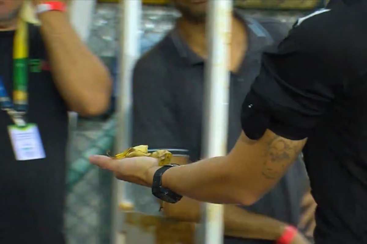 Banana jogada no banco do Sport estava em copo plástico arremessado por ex-atleta do Internacional, diz delegada