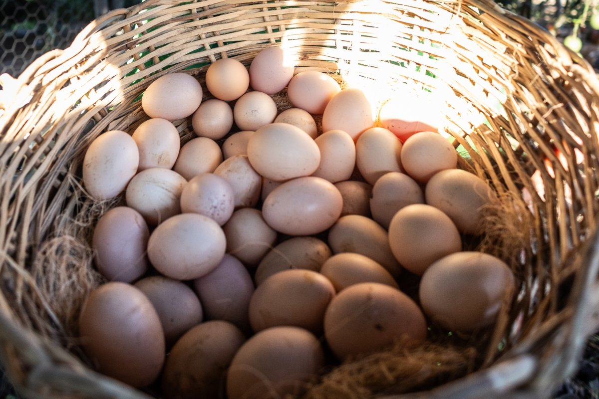 EUA ampliam em 346,4% importação de ovos brasileiros no 1º trimestre