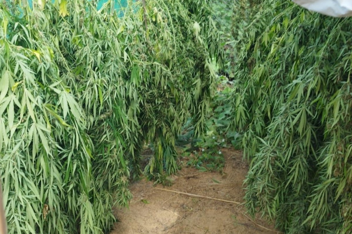Operação da PF erradica mais de 100 mil pés de maconha no norte da Bahia