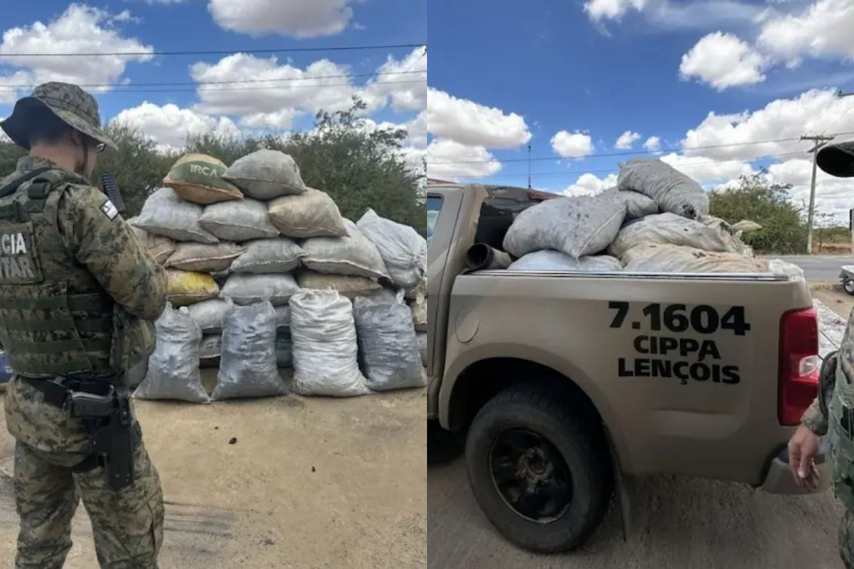 Uma tonelada de carvão vegetal ilegal é apreendida no norte da Bahia