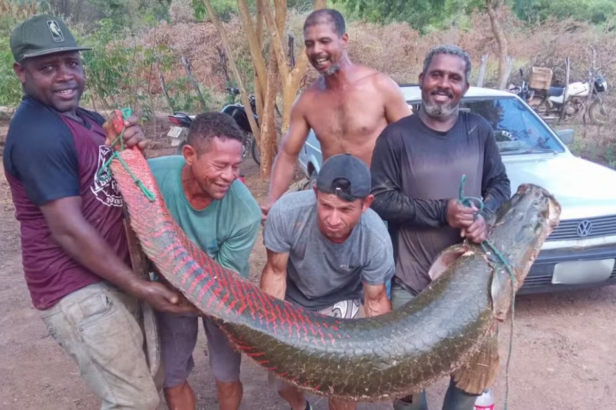 Grupo pesca peixe de 80 kg no Rio São Francisco