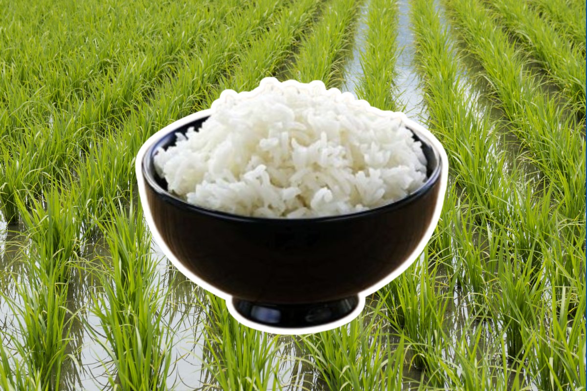 Arroz está se tornando mais tóxico em decorrência das mudanças climáticas, aponta estudo