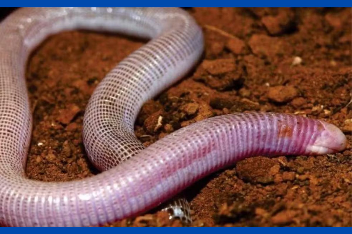 Nova espécie de 'cobra-de-duas-cabeças' é encontrada na Bahia; conheça