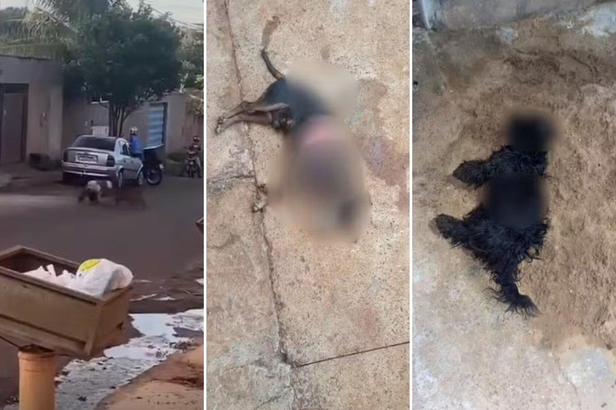 Pit bull ataca dono, foge de casa e mata cachorros em Góias