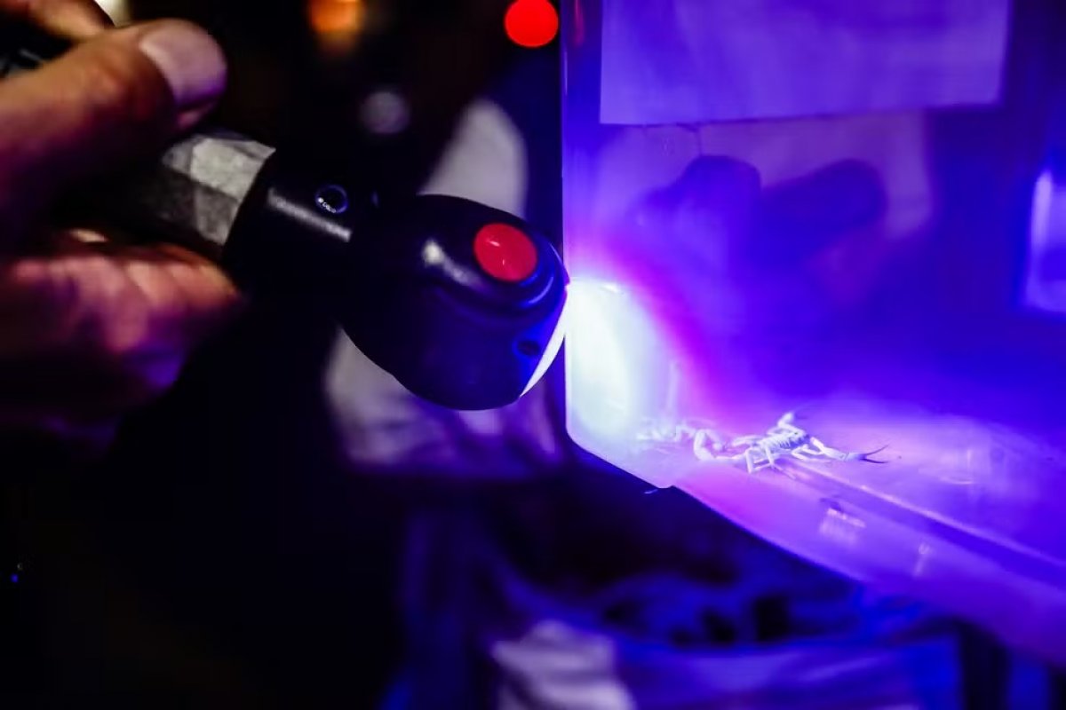 Surgimento de escorpiões amarelos mobiliza autoridades em cidade de Porto Alegre