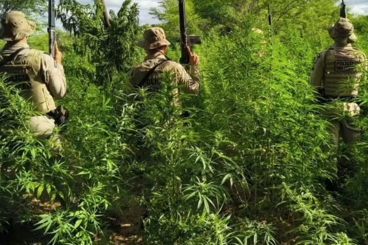 Operação policial encontra e destrói mais de 26 mil pés de maconha da Bahia