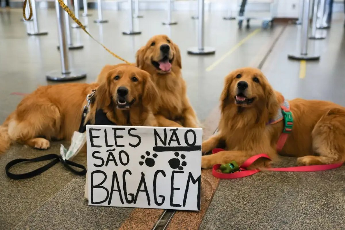 Vai viajar com o pet? Conheça as novas regras para transporte aéreo de animais