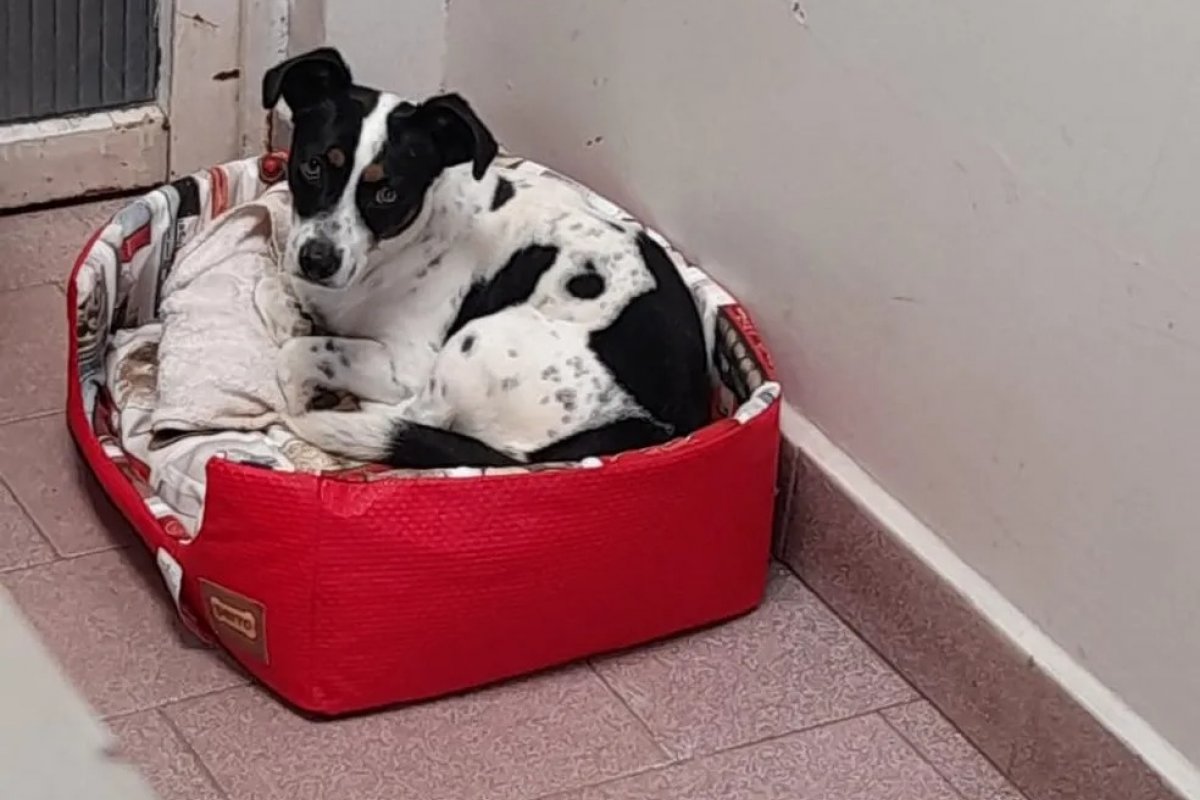 Cão será indenizado após ganhar processo contra ex-tutor por maus-tratos no Paraná