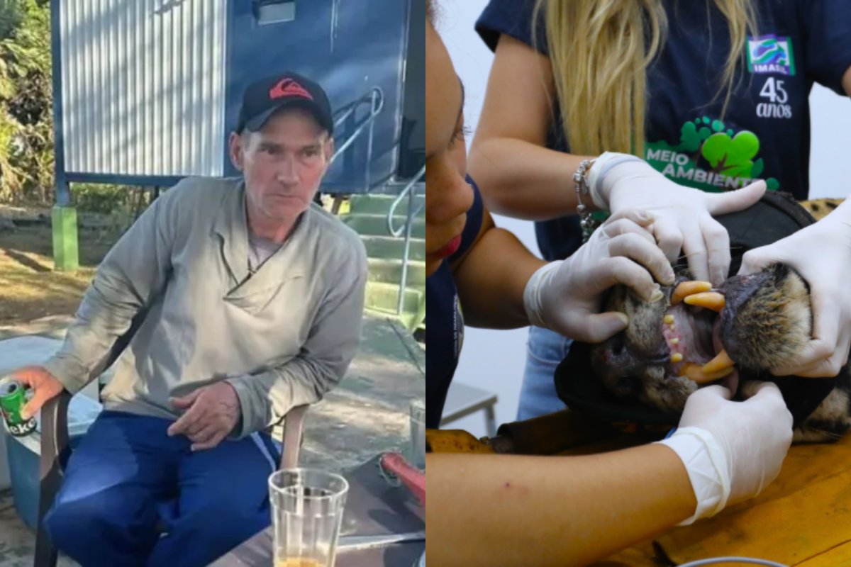 Onça que atacou caseiro passa por acompanhamento médico e não deve voltar à mata