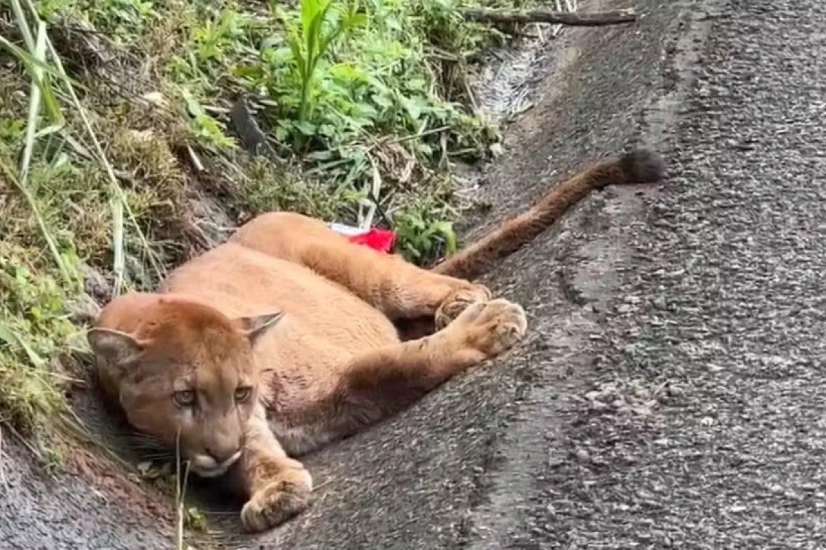 Onça-parda é atropelada e resgatada em rodovia no interior de SP