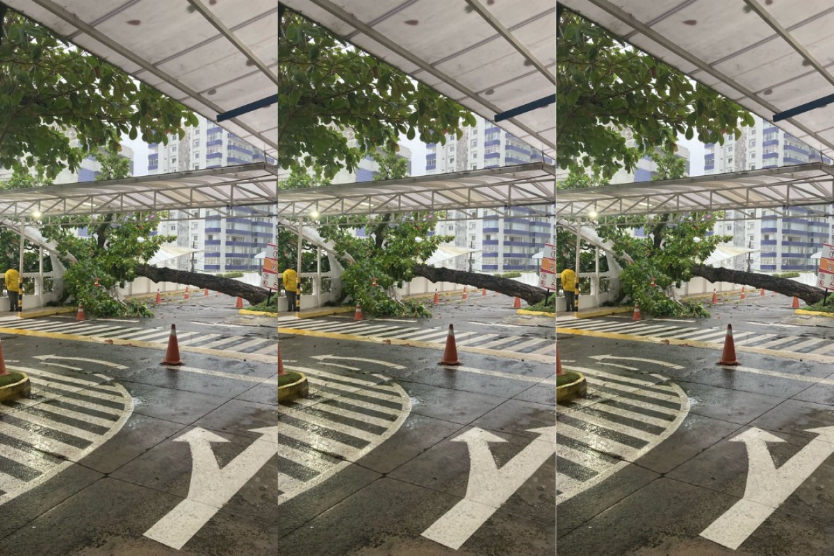 Árvore cai em estacionamento de escola em Salvador