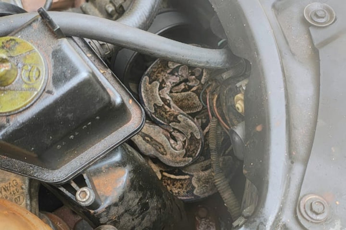 Polícia resgata jiboia encontrada no motor de carro em Arembepe
