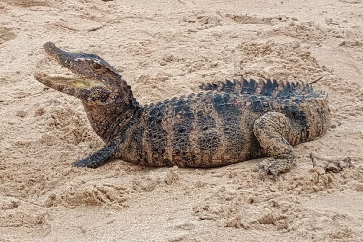 Jacaré é encontrado na praia de Patamares pela PM