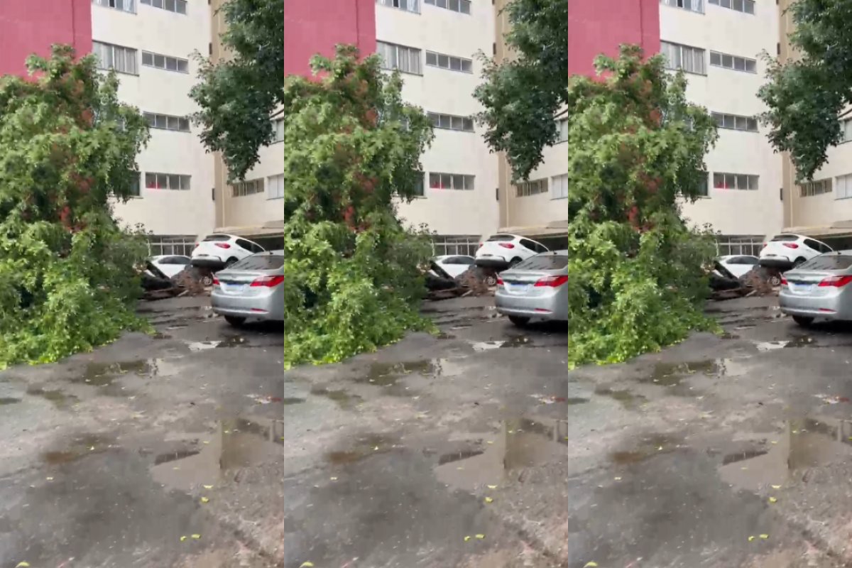 Vídeo: árvore desaba e levanta carro em condomínio no Stiep
