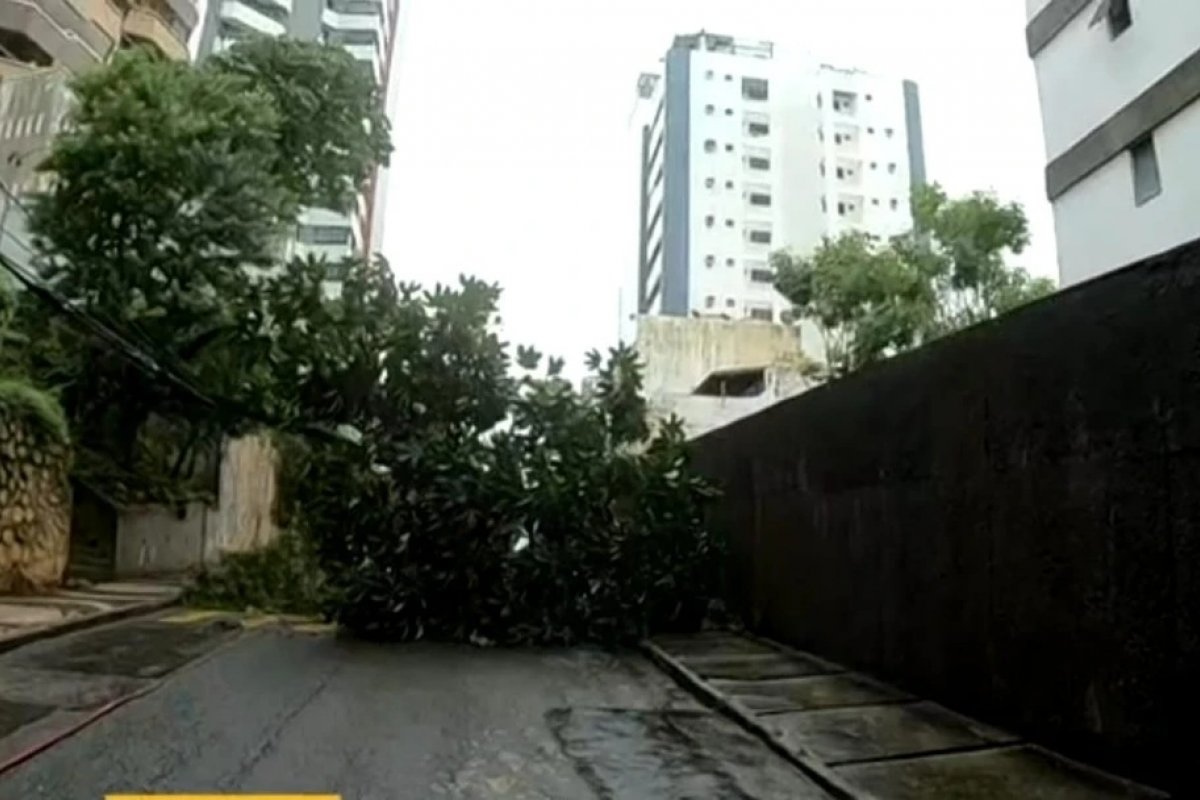 Queda de árvore afeta trânsito na região do Dique na manhã desta terça-feira (6)
