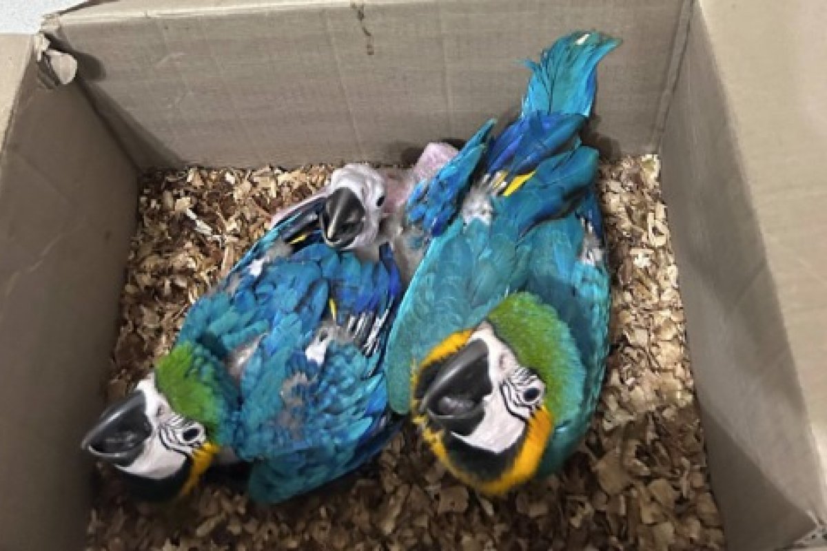 Vídeo: homem é preso pela PF ao transportar ilegalmente araras-canindé e macaco mão-de-ouro