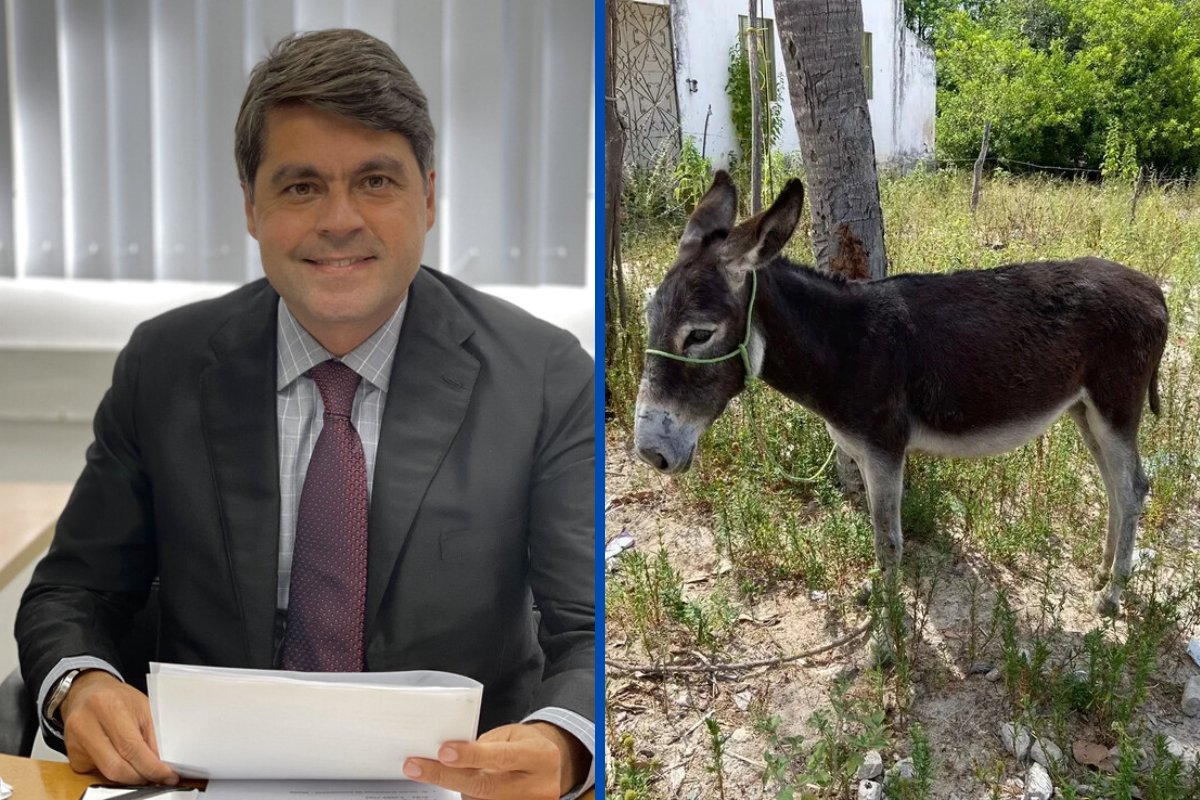 Deputado rejeita PL que proíbe abate de jumentos na Bahia e associações repudiam parecer 